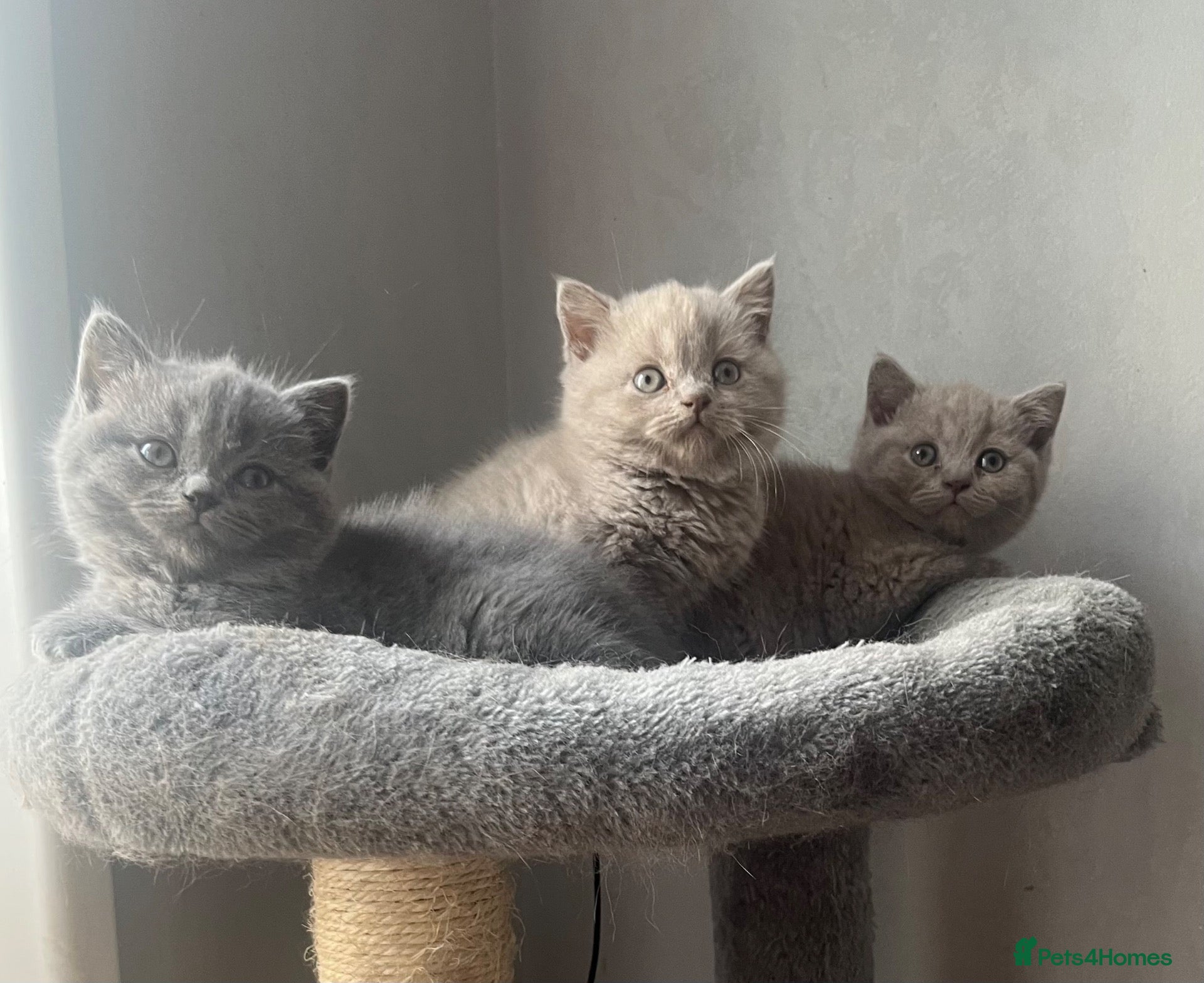 British Shorthair cats Beautiful Bsh kitten - Advert 1