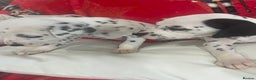 Dalmatian dogs for sale: Top quality Dalmatian puppies 5* homes  - Advert 21