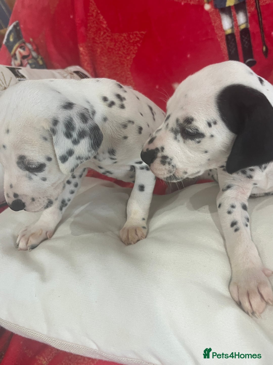 Dalmatian dogs for sale: Top quality Dalmatian puppies 5* homes  - Advert 21