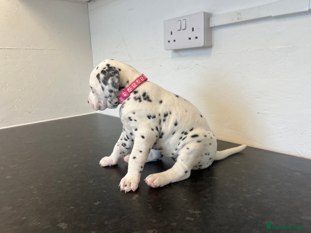 Dalmatian dogs for sale: 🐶 Stunning Dalmatian Puppies Ready 28th August 🐶 - Image 13