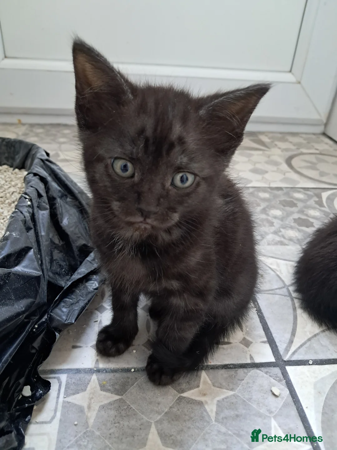 Mixed Breed cats for sale: 2 gorgeous boy kittens for sale  - Advert 2