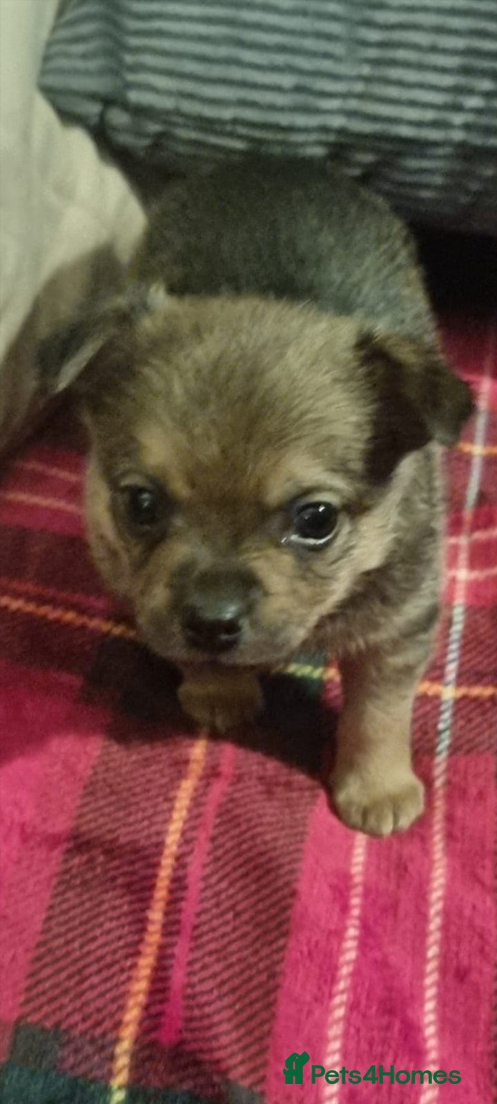 Pomchi dogs Chihuahua x pomchi - Advert 2