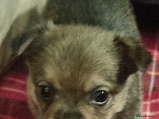 Pomchi dogs Chihuahua x pomchi - Advert 2