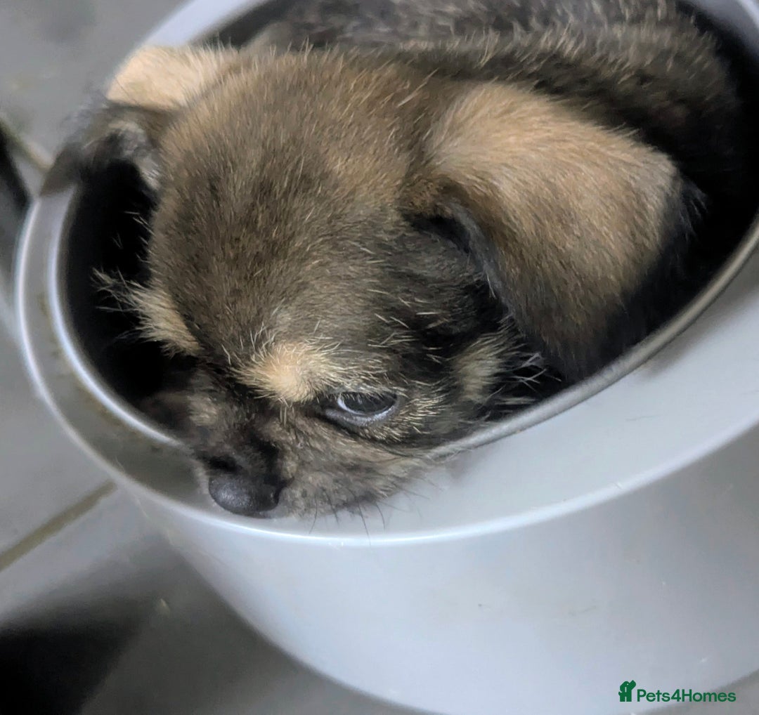 Mixed Breed dogs for sale: ShiChi x chihuahua frenchie pups - Image 7