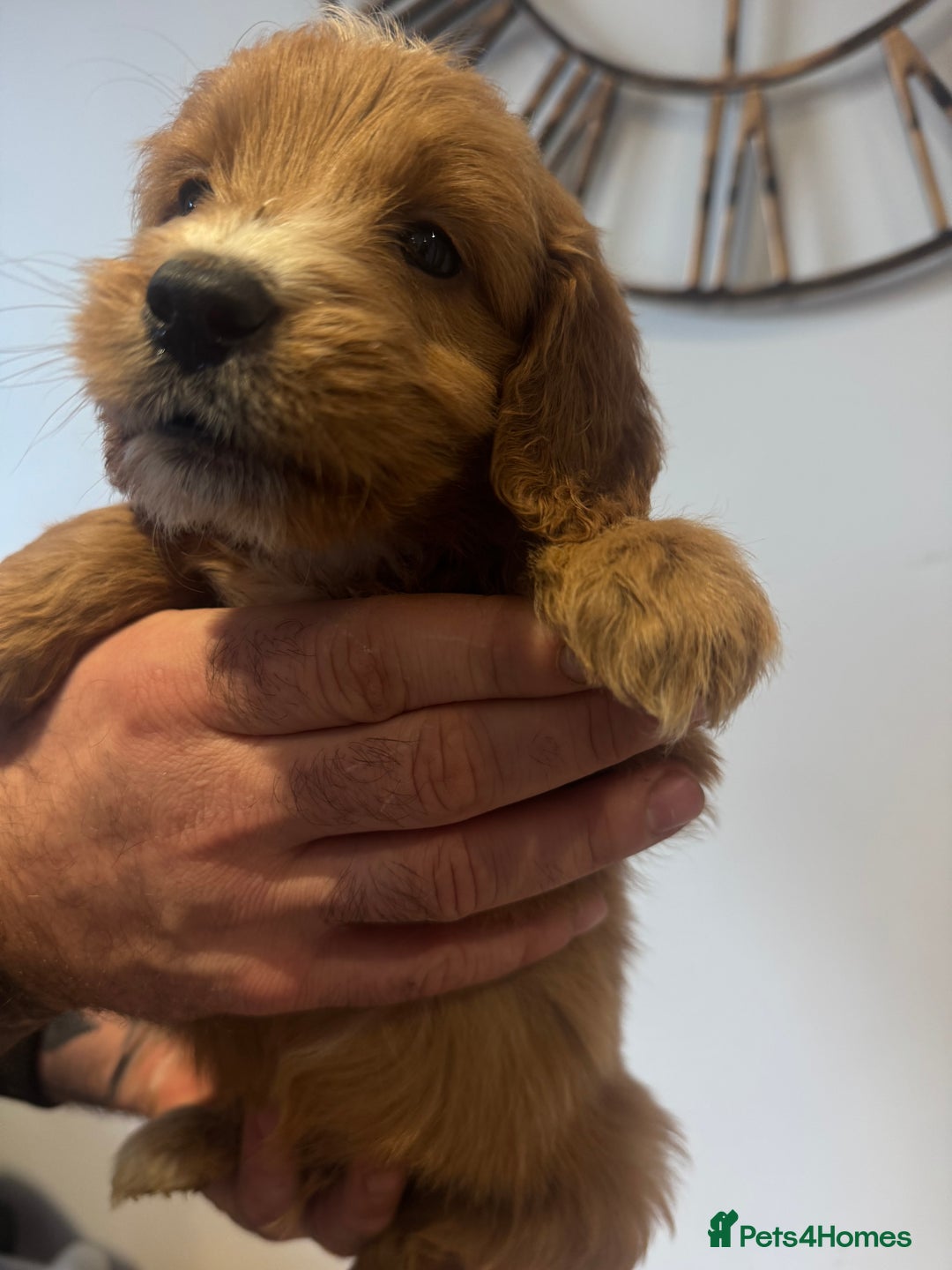 Cockapoo dogs for sale: Gorgeous F1 cockapoos 2 x red&white 4 x black  - Advert 2