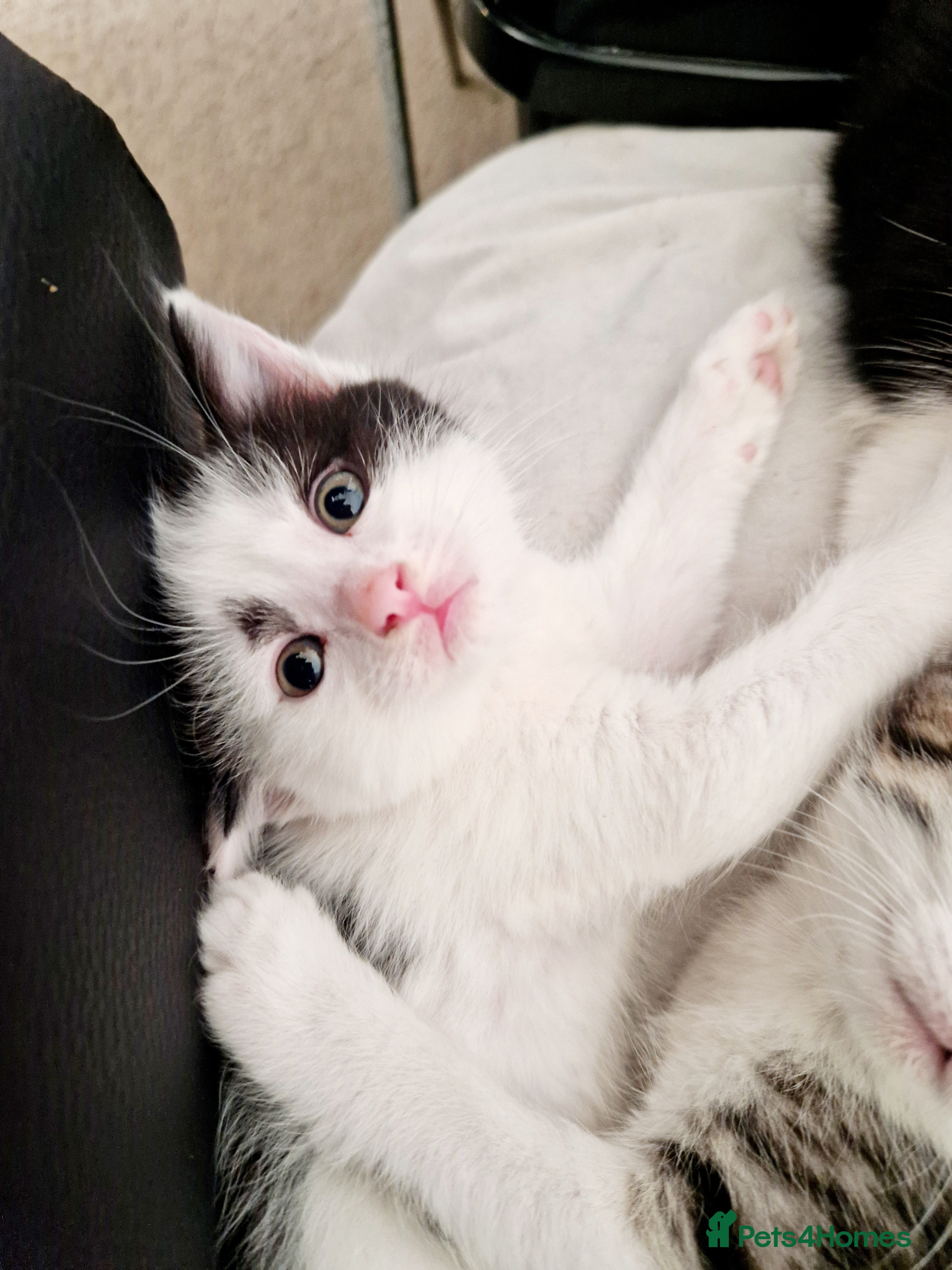 Mixed Breed cats Loving, Energetic Mixed Siamese kittens for homes - Advert 14