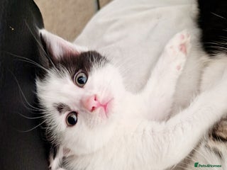 Mixed Breed cats Loving, Energetic Mixed Siamese kittens for homes - Advert 14