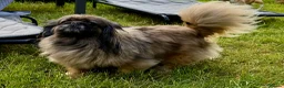 Pekingese dogs for adoption: 🐾 TIFFANY – Female Pekingese 🐾 - Advert 3