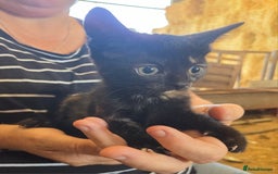 Mixed Breed cats for sale: 3 Female Farm kittens (NOT FERAL) - Image 7
