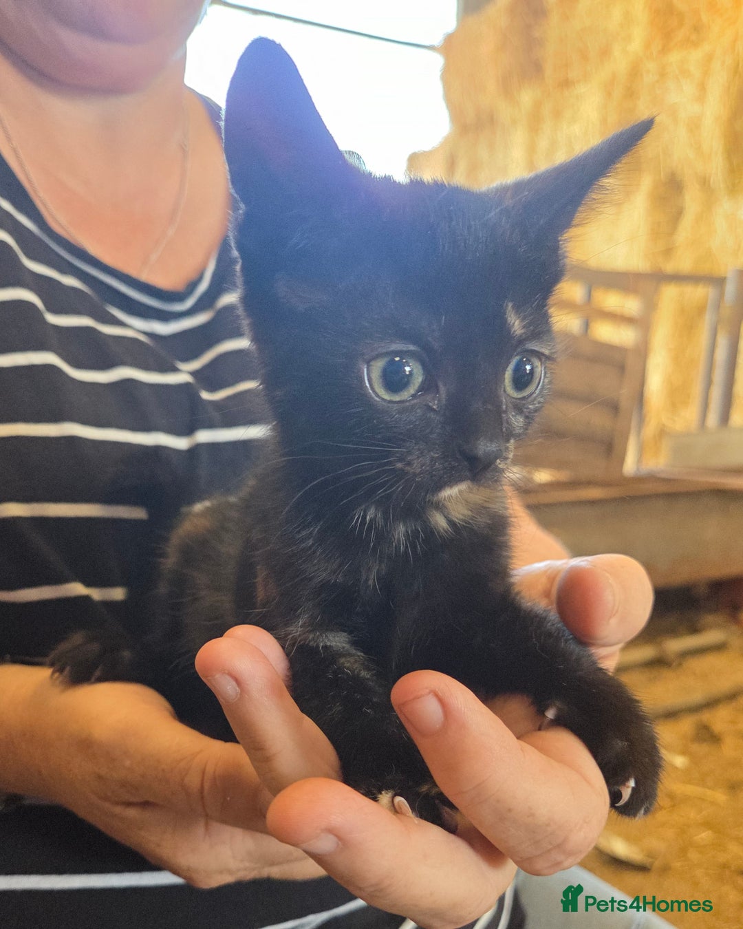 Mixed Breed cats for sale: 3 Female Farm kittens (NOT FERAL) - Image 7