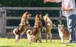 Japanese Shiba Inu dogs for sale: “LAST SESAME BOY  • Champion Broadlands Lineage” - Image 31