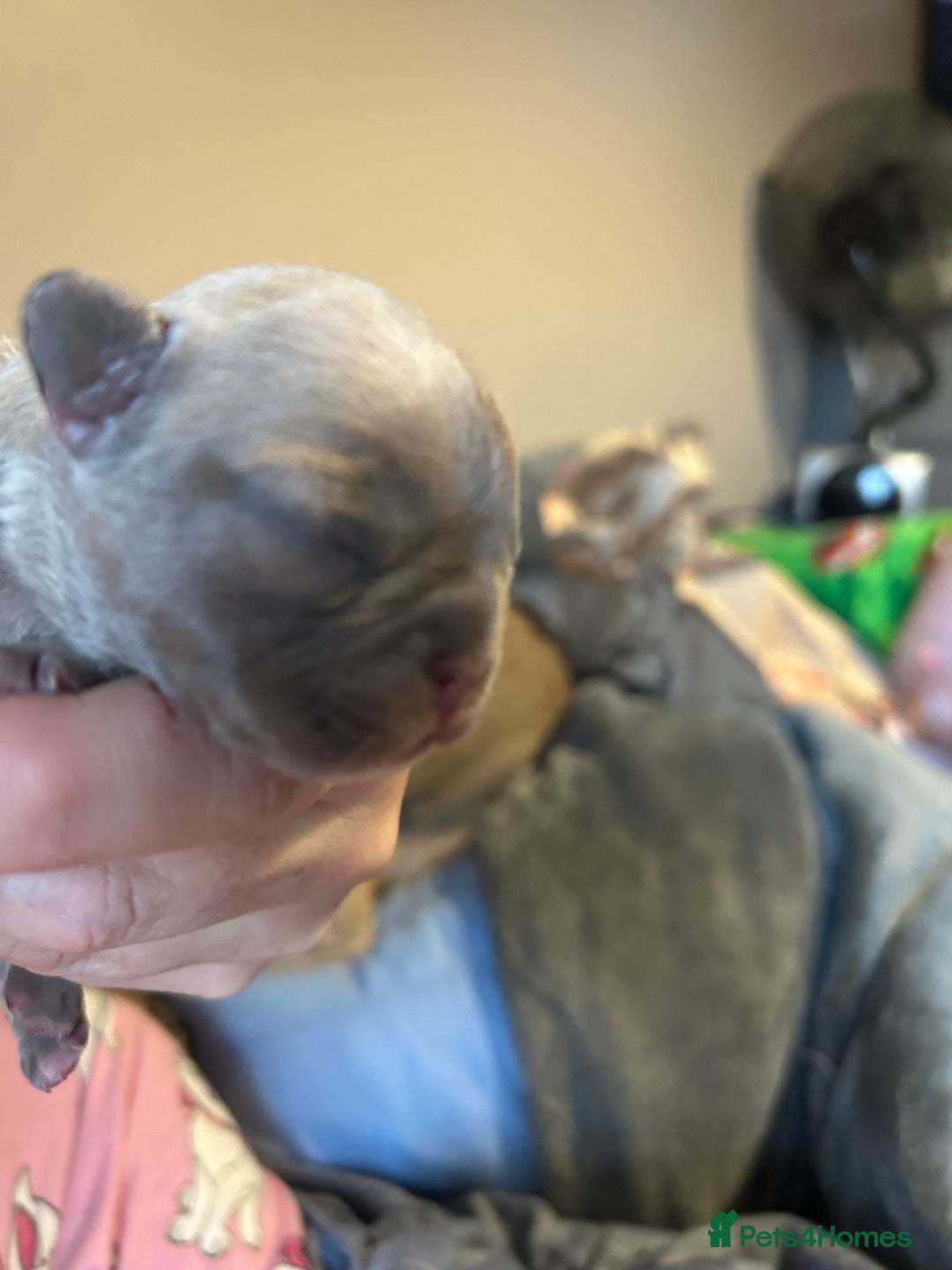 French Bulldog dogs for sale: Lilac French bulldog puppies  - Advert 3