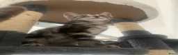 Mixed Breed cats for sale: Savannah x Domestic Black Tom Cat - Advert 19