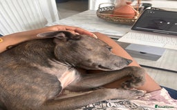 Staffordshire Bull Terrier dogs for sale: Blue staffy - Image 4