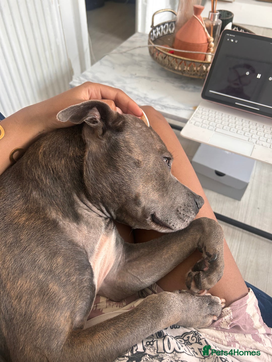 Staffordshire Bull Terrier dogs for sale: Blue staffy - Image 4