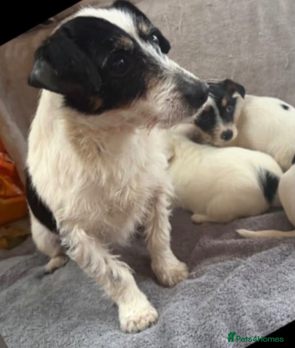 Jack Russell dogs Miniature Jack Russle puppies - Advert 2