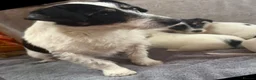 Jack Russell dogs for sale: Miniature Jack Russle puppies - Advert 2