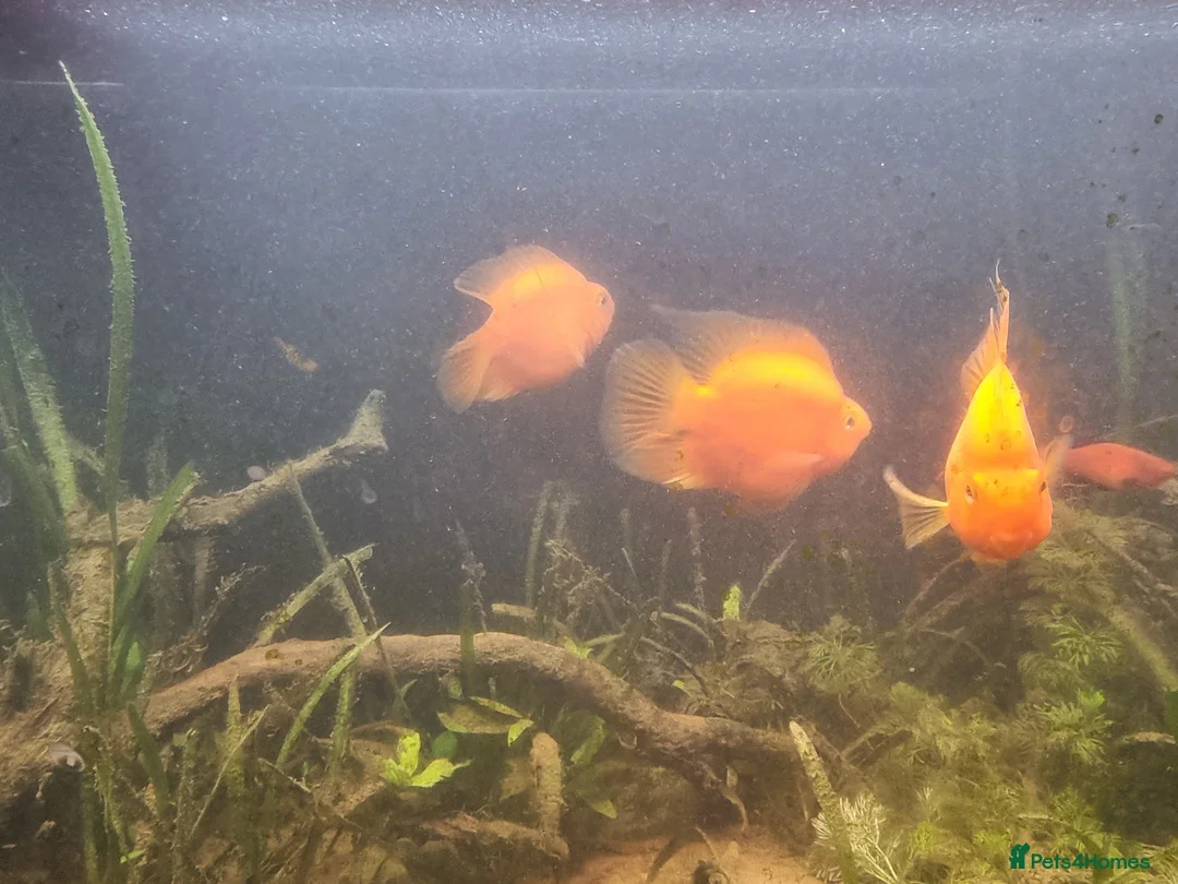 Cichlids fish for sale: Tropical fish - Advert 32