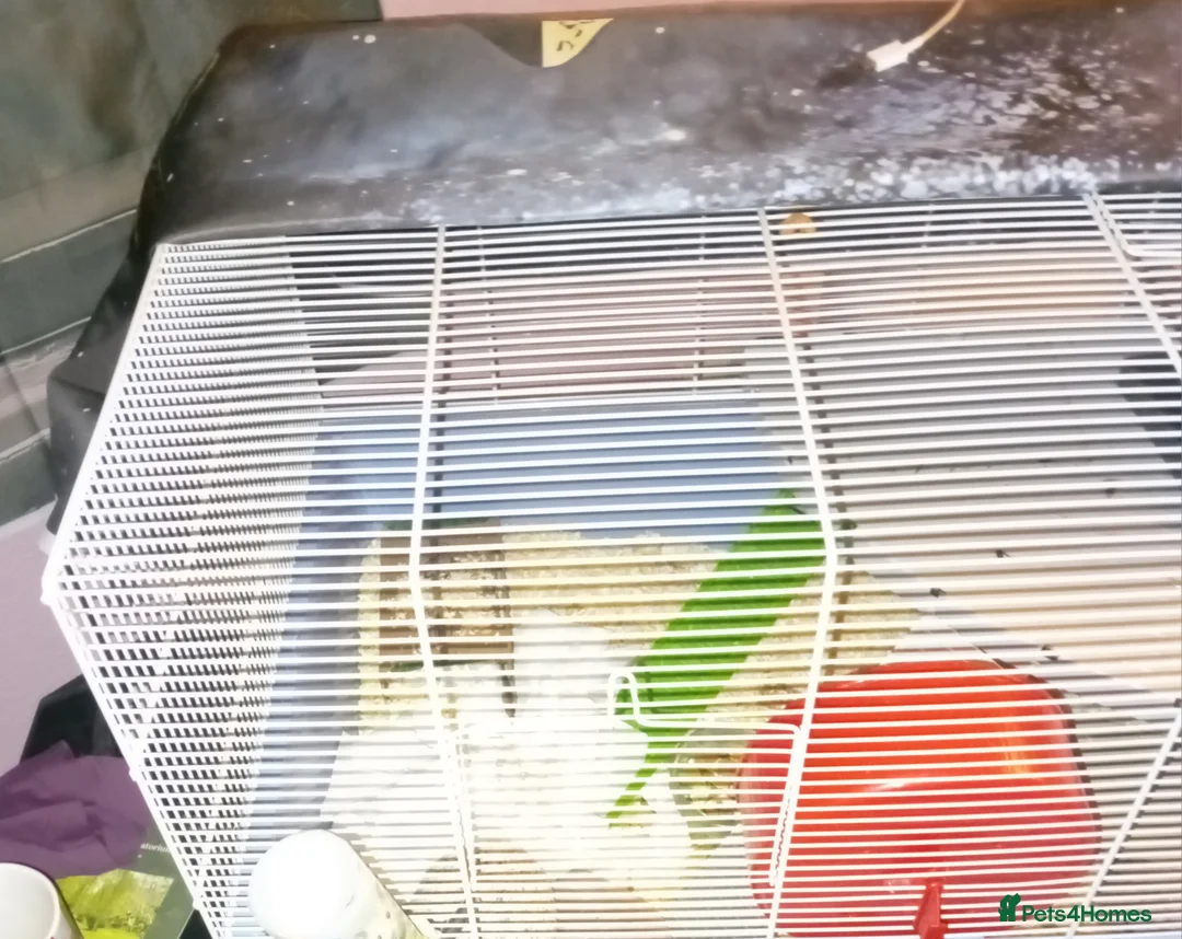 Hamster rodents for sale: 5month old Syrian dwarf hamster  - Advert 2