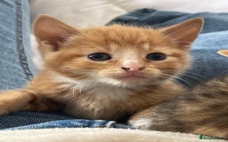 Domestic Shorthair cats for sale: 2 Ginger male kittens available  - Image 10
