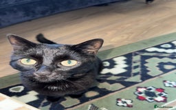 British Longhair cats for sale: 2 cats looking for new home  - Image 4