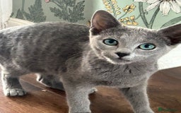 Russian Blue cats for sale: Russian blue  in Luton - Image 1