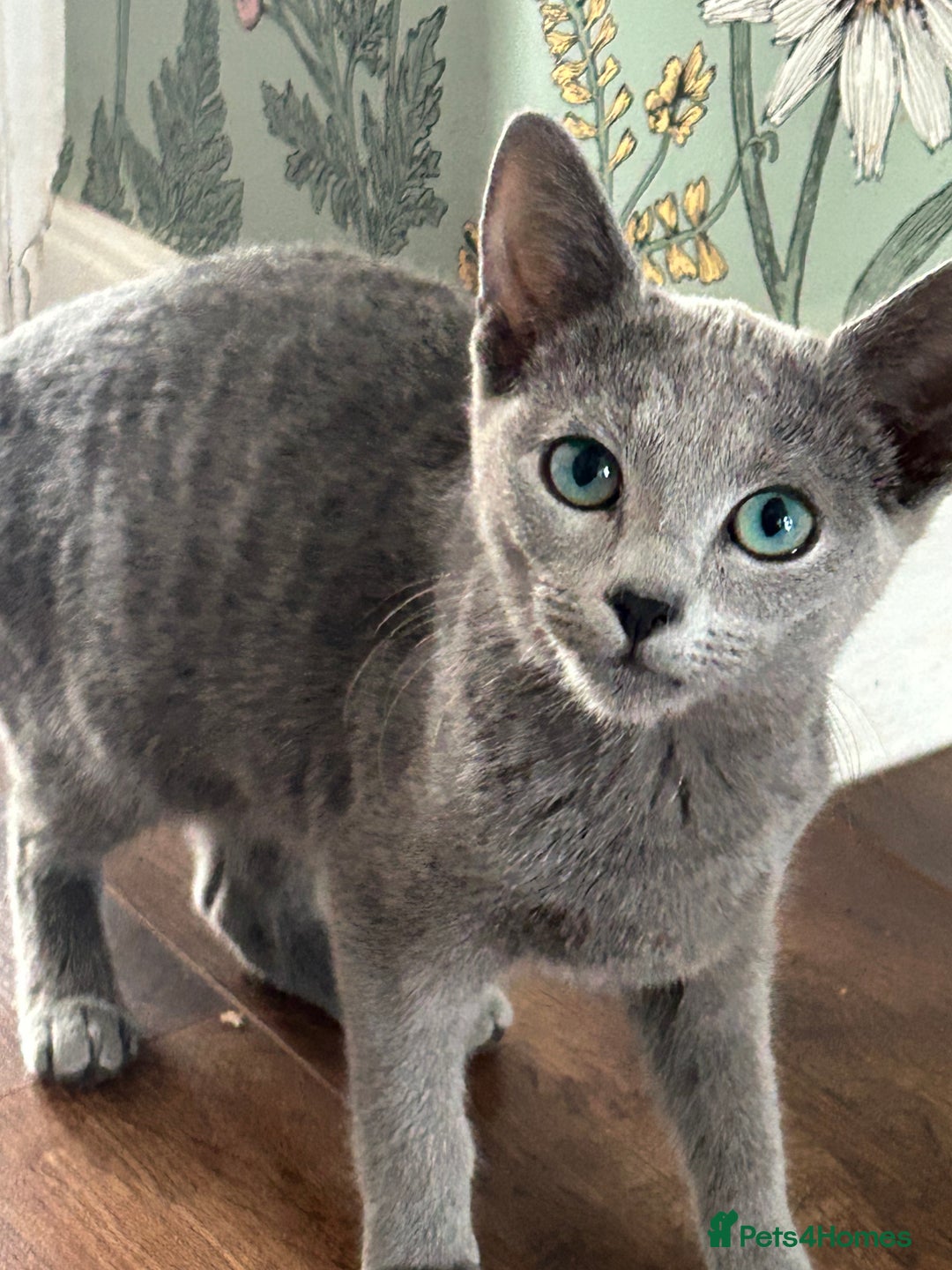 Russian Blue cats for sale: Russian blue  in Luton - Image 1