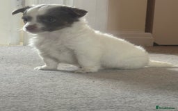 Mixed Breed dogs for sale: Miniature chihuahua X Jack russell puppies  - Image 4