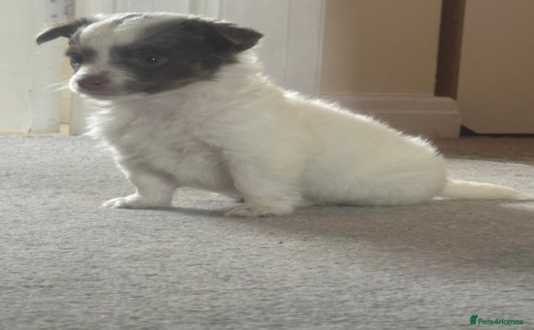Mixed Breed dogs - Advert 2