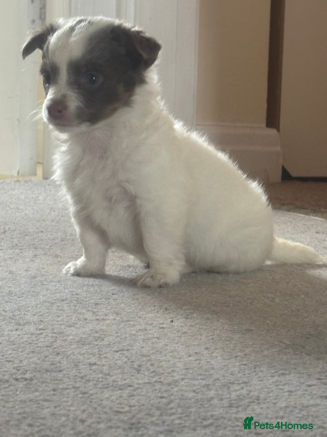Mixed Breed dogs for sale: Miniature chihuahua X Jack russell puppies  - Image 4