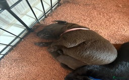 Labrador Retriever dogs for sale: Chunky Black Labrador puppies  - Image 21