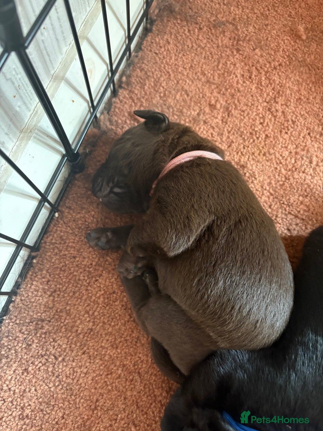Labrador Retriever dogs for sale: Chunky Black Labrador puppies  - Image 21
