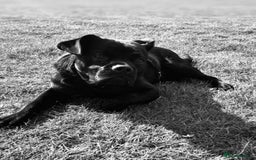 Mixed Breed dogs for sale: lab cross french bulldog for sale - Image 2