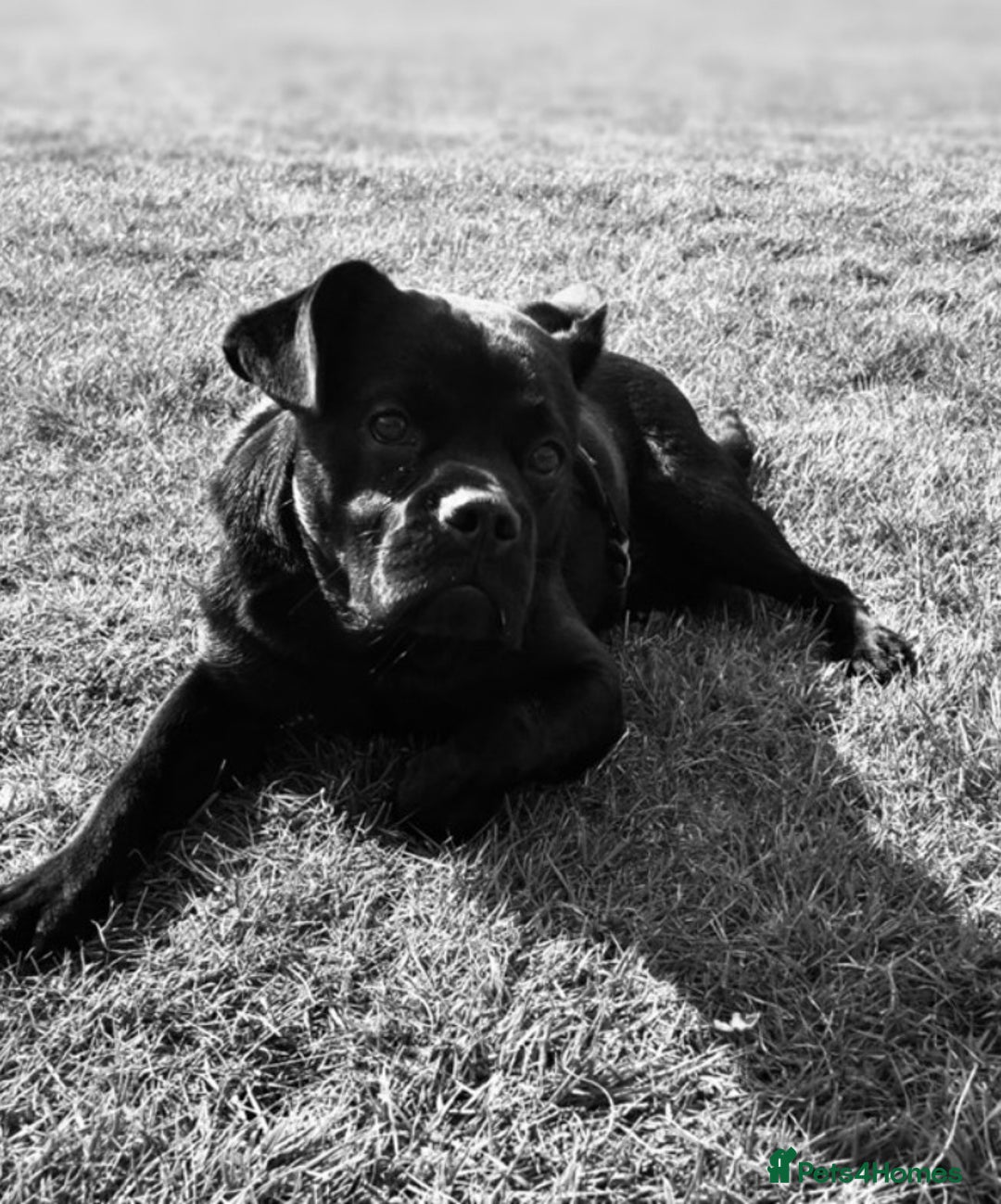 Mixed Breed dogs for sale: lab cross french bulldog for sale - Image 2