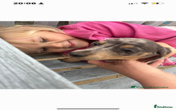 Dachshund dogs for sale: Dachshund puppies  - Image 15