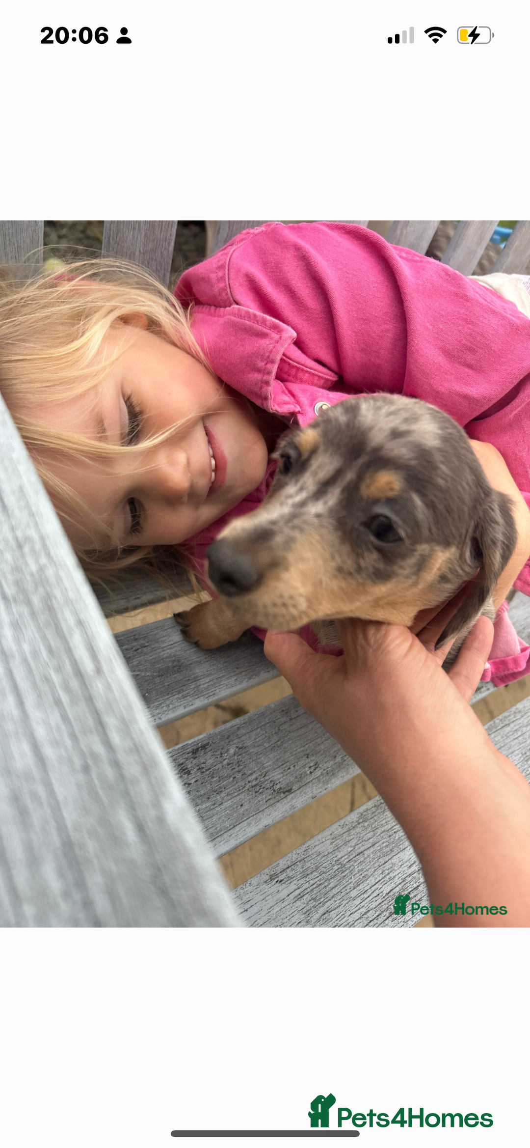 Dachshund dogs for sale: Dachshund puppies  - Image 15