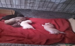 Chihuahua dogs for sale: Puppies for sale  - Image 9