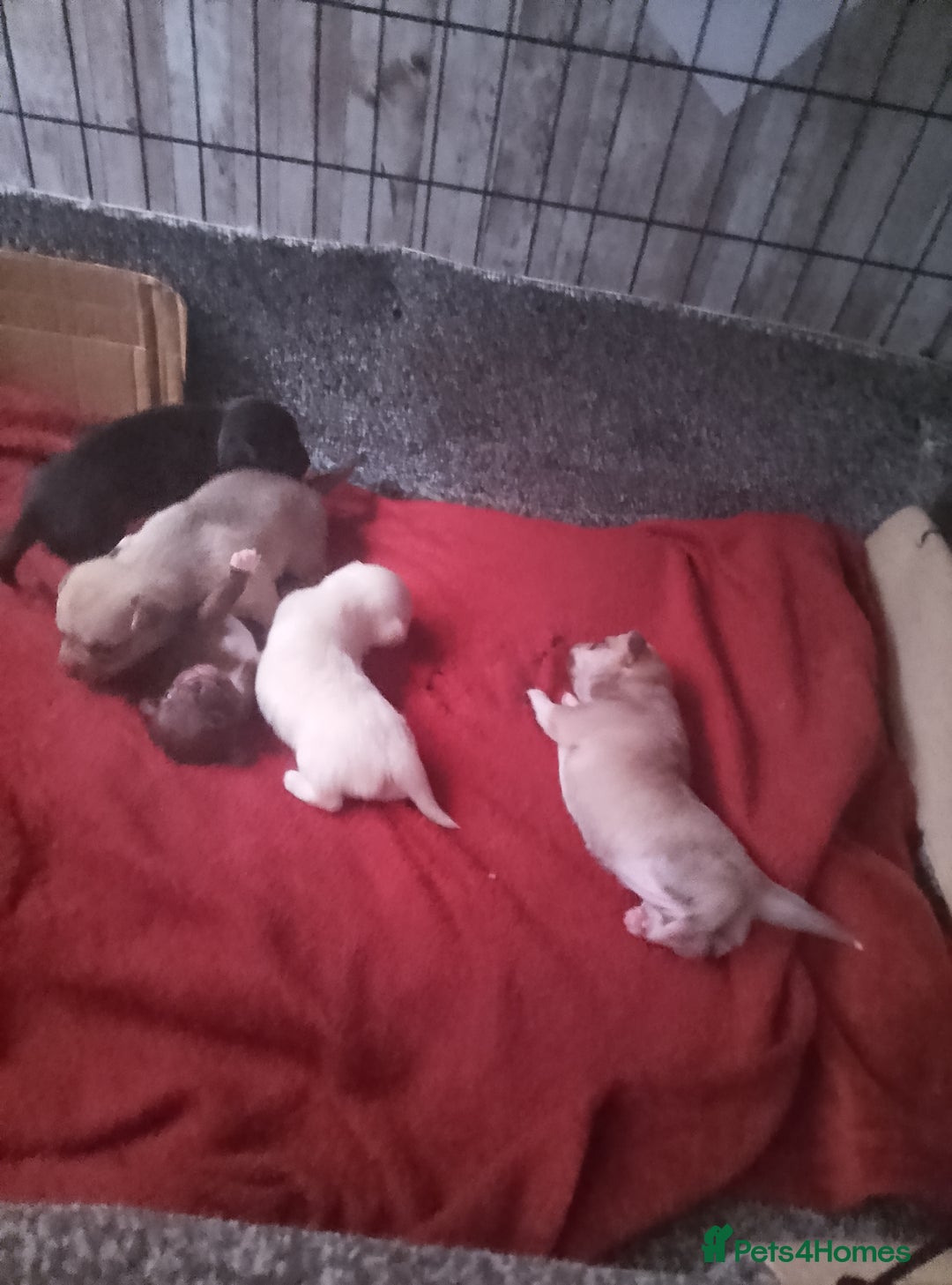 Chihuahua dogs for sale: Puppies for sale  - Image 9