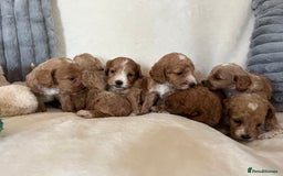 Cockapoo dogs for sale: Cockapoo puppies - DNA Health test clear  - Image 6