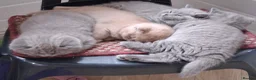 British Shorthair cats for sale: British shorthair kittens  - Advert 6
