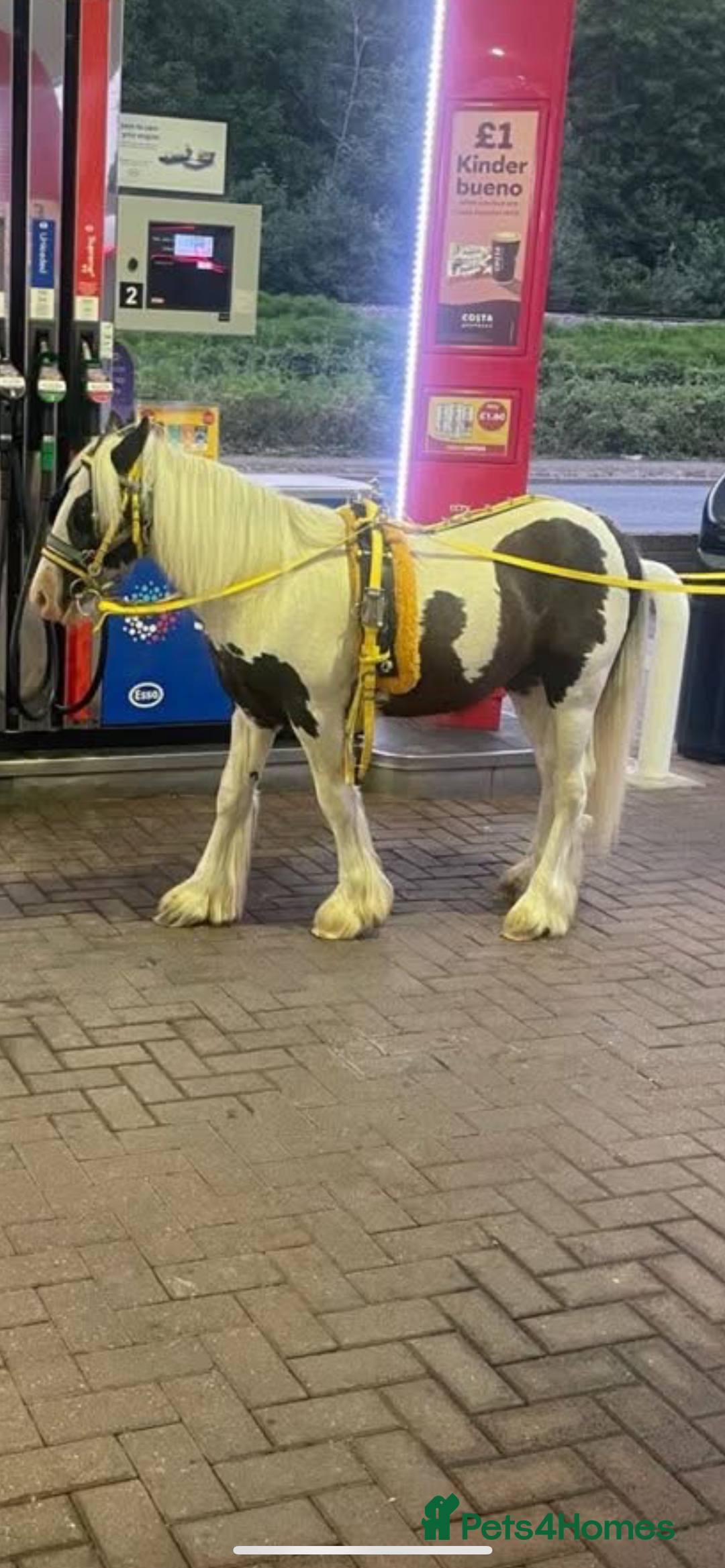 Trotter horses for sale: 16 month old colt stallion  - Image 2