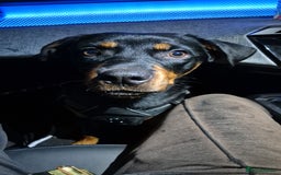 Rottweiler dogs for sale: Minnie for sale  - Image 7