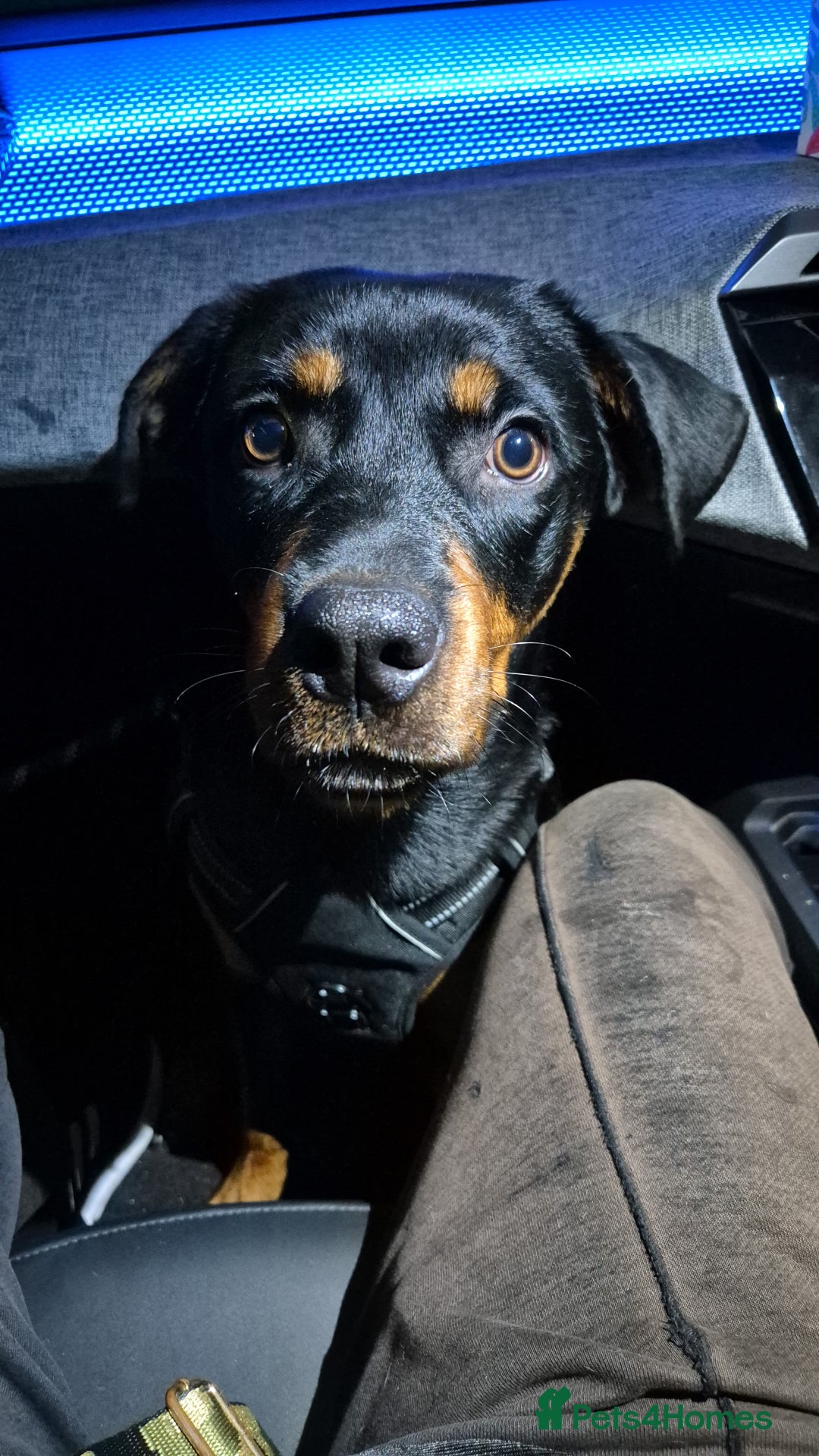 Rottweiler dogs for sale: Minnie for sale  - Image 7