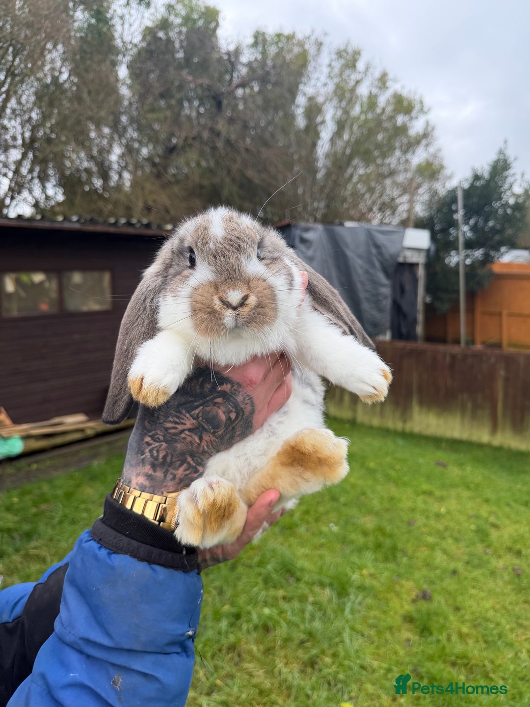 French Lop rabbits for sale: Giant French lops - Advert 2
