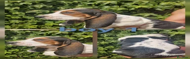 Basset Hound 1