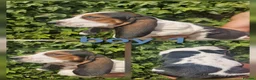 Basset Hound dogs for sale: KC REG Bassett Babies - Advert 10