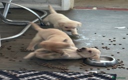 Labrador Retriever dogs for sale:  labrador retriever pups - Image 36