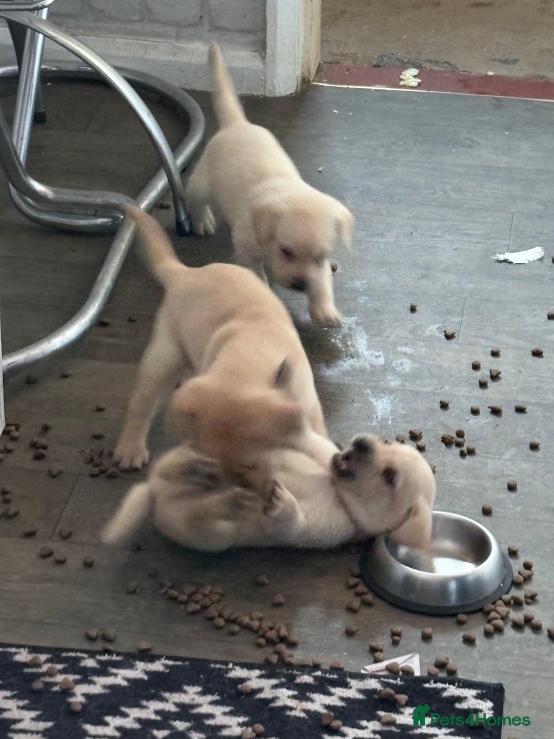 Labrador Retriever dogs for sale:  labrador retriever pups - Image 36
