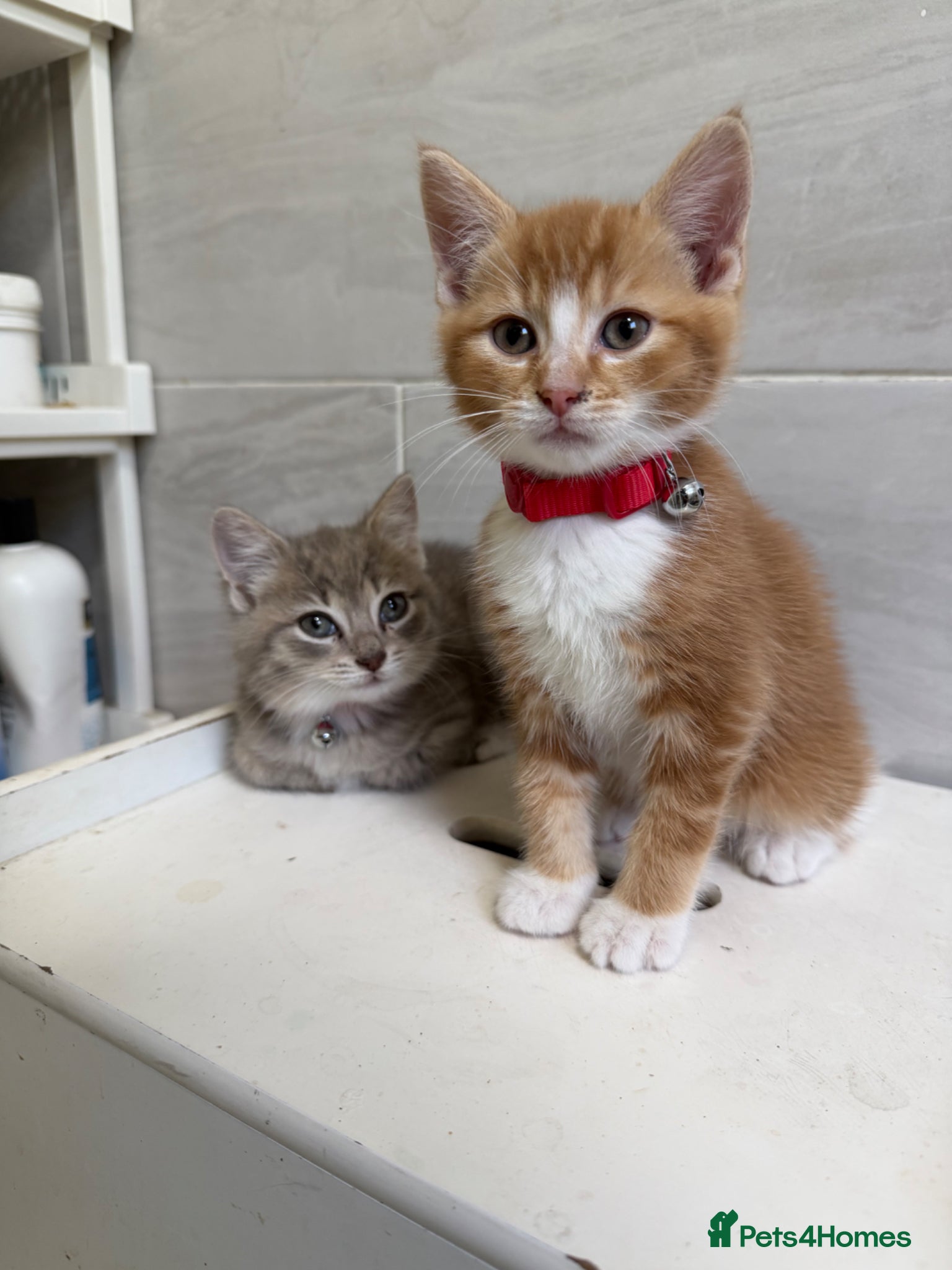 Mixed Breed cats STUNNING RAGDOLL X BRITISH LONGHAIR GIRLS - Advert 1