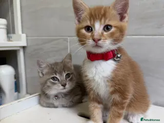 Mixed Breed cats STUNNING RAGDOLL X BRITISH LONGHAIR GIRLS - Advert 5